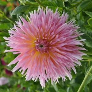 Dahlia 'Shaggy Chic'