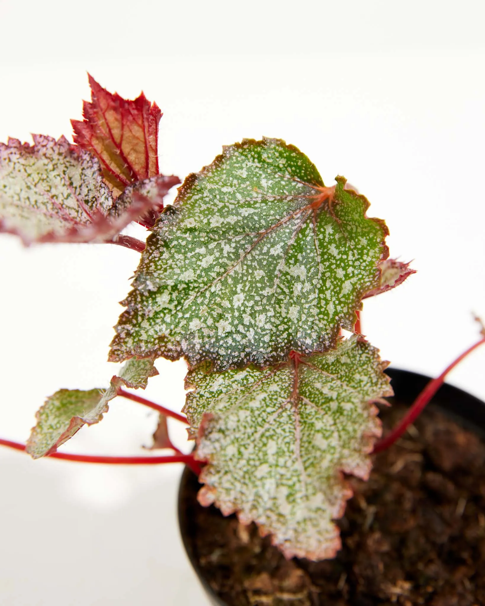 Rex Begonia Jurassic Jr Purple Speck