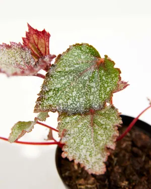 Rex Begonia Jurassic Jr Purple Speck