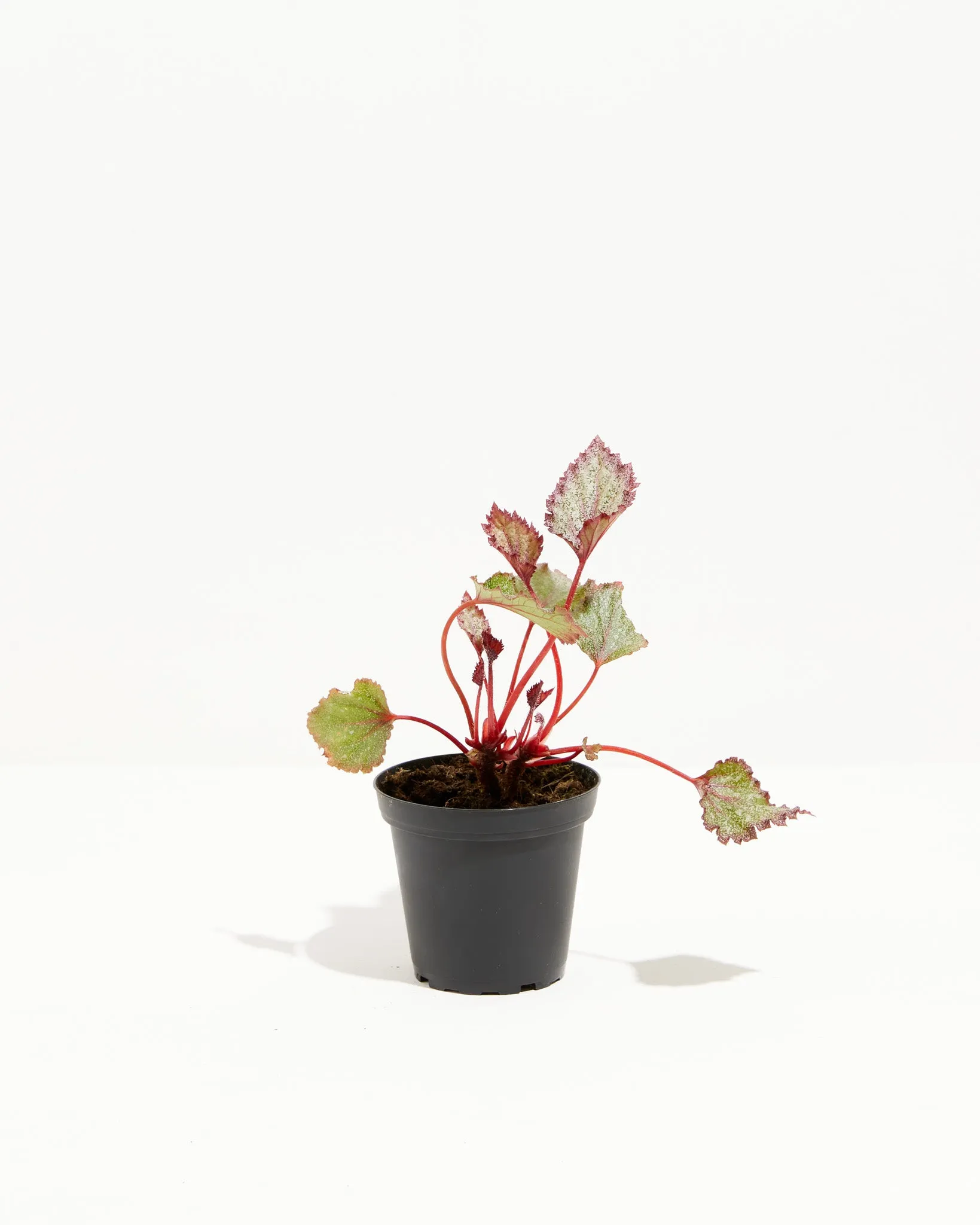 Rex Begonia Jurassic Jr Purple Speck